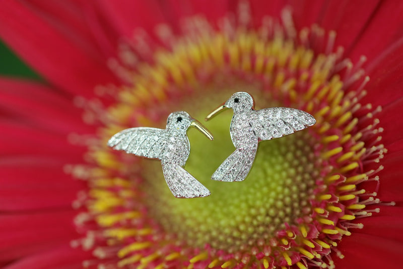 Hummingbird – quarantotto